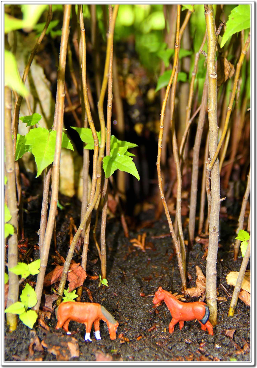 Austin Miniature Forests 